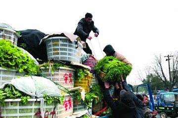 安徽銅陵：早春菜市一片繁忙 ()