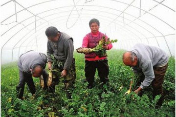 南充市營山縣大力豐富市民“菜籃子” ()