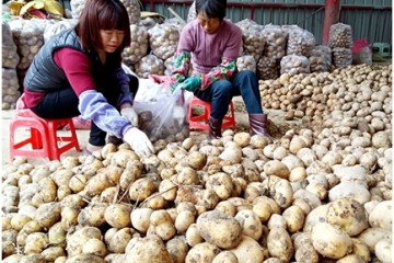 福建龍海新薯上市 成農(nóng)民致富“金蛋” ()