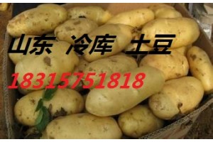 山東大棚土豆大量上市。價格便宜18315751818