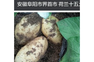 荷蘭十五土豆安徽阜陽界首種植基地大量上市