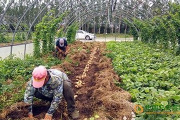 黑龍江虎林市：大棚復(fù)種土豆喜獲豐收 ()