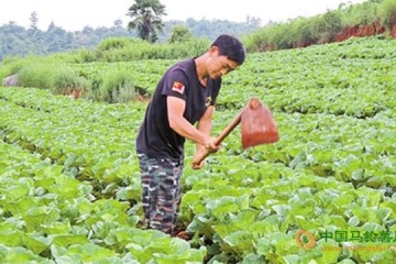 云南陸良縣：山地蔬菜助農(nóng)增收 ()