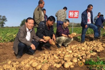 河北沽源：“粉壟高效種植馬鈴薯”項(xiàng)目成功驗(yàn)收 ()