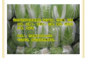 代收：秋冬白菜，小白菜，青麻葉白菜，娃娃菜