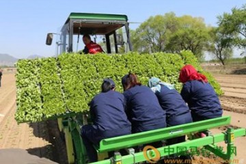 青島：大力推動(dòng)蔬菜種植機(jī)械化 ()