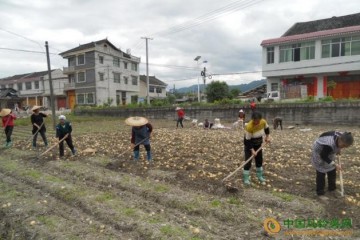 貴州黃平新薯開始豐收 ()