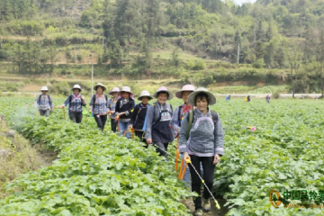 貴州荔波：土豆帶來財富路 ()