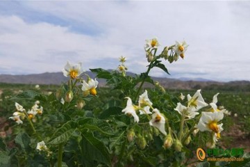 新疆富蘊(yùn)縣：洋芋開(kāi)花賽牡丹 ()