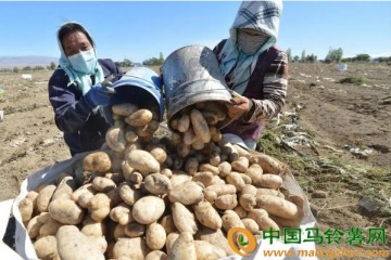 巴里坤縣：馬鈴薯雪花全粉加工項目正在建設(shè) ()