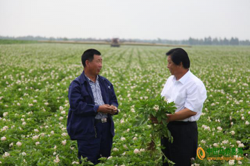 樂陵：馬鈴薯小鎮(zhèn)再次迎來燦爛“薯”光 ()