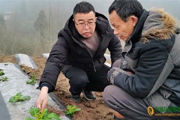 豐都：種植馬鈴薯3萬畝助農(nóng)增收 ()