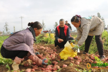 芳華鎮(zhèn)：4萬(wàn)余畝馬鈴薯喜獲豐收 ()