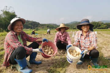 防城區(qū)扶隆鎮(zhèn)：冬種馬鈴薯豐收 ()