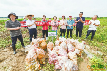 樂陵：耐鹽堿優(yōu)質(zhì)馬鈴薯喜獲豐收 ()