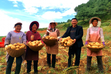 昭陽(yáng)區(qū)：35萬(wàn)畝馬鈴薯喜迎豐收 ()