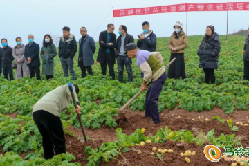 自貢沿灘區(qū)召開秋馬鈴薯測產(chǎn)現(xiàn)場會(huì) ()